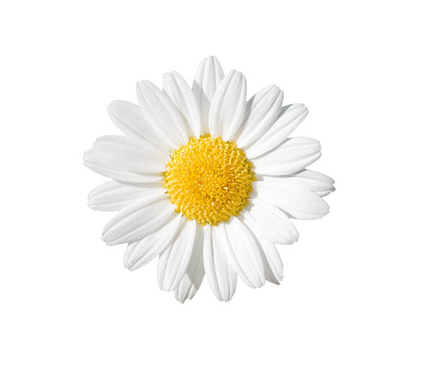 Chamomile