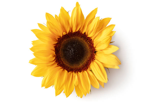 Sunflower Seed Oil