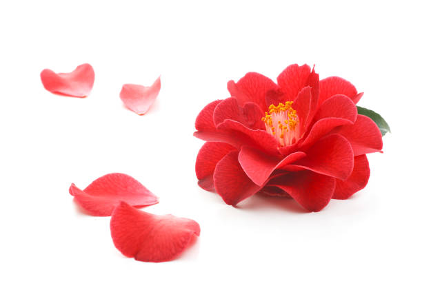 Camellia (Tea Leaf)