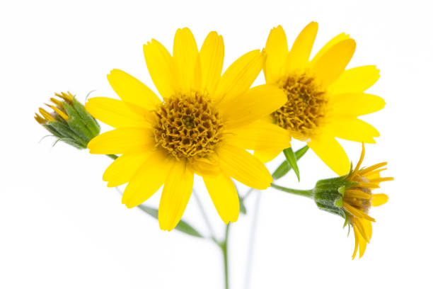 Arnica Montana Flower